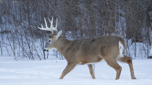 NEW CWD TEST COULD DETECT DISEASE ON LIVE ANIMALS