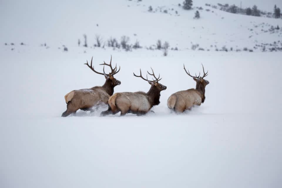 CWD detected in new Wyoming Elk Hunt Area
