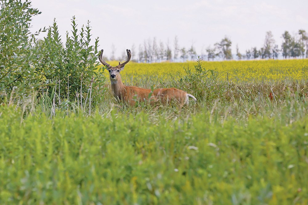 CWD may have ability to jump to humans