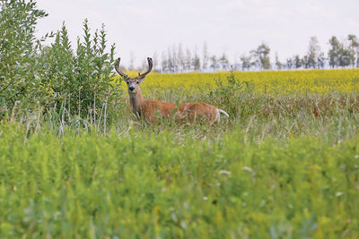 CWD may have ability to jump to humans