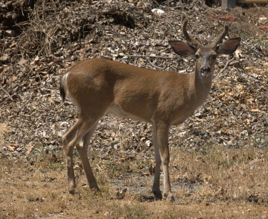 Department of Fish and Wildlife issues Chronic Wasting Disease warning