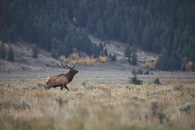 Game and Fish reports CWD in Northern Bighorns elk herd