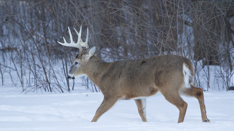 NEW CWD TEST COULD DETECT DISEASE ON LIVE ANIMALS