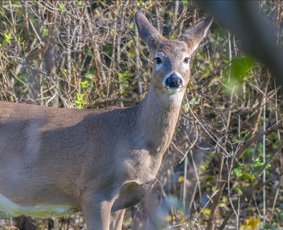 Wildlife officials quarantine new herds in fight against CWD