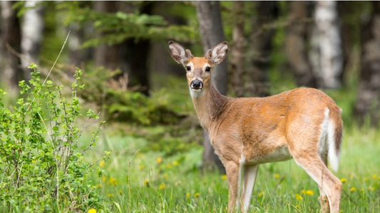 Chronic Wasting Disease identified in deer harvested during 2020-21 season