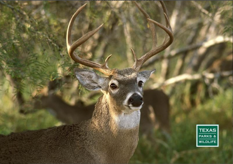 Emergency order issued to restrict movement of deer from breeding facilities where chronic waste disease has been detected