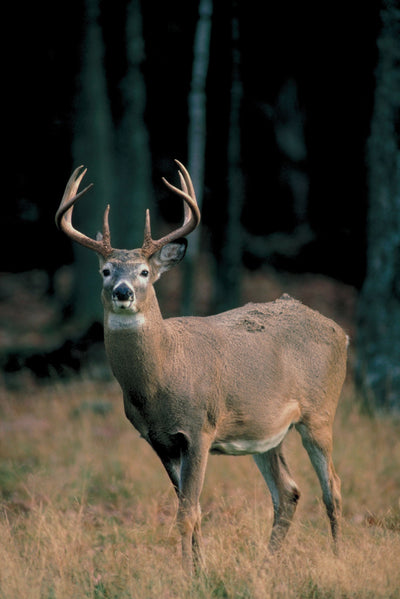 Local hunting groups concerned about CWD