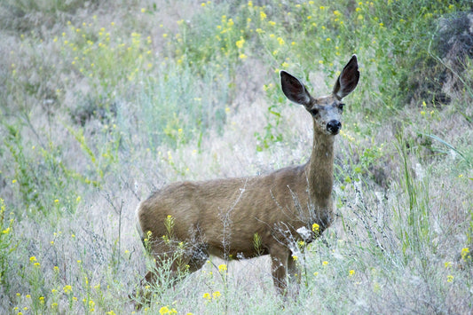 Idaho Authorizes Emergency Hunt to Determine the Spread of CWD