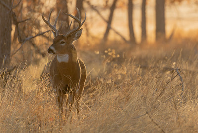 As Chronic Wasting Disease Spreads, Stricter Management Proposed