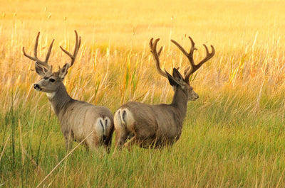 University Of Wyoming Researchers Find CWD Changes Mule Deer Genetics