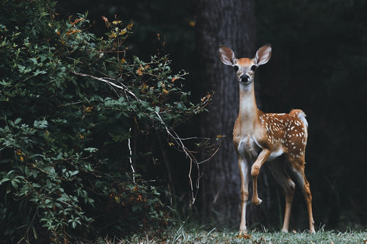 What is Zombie deer disease really is, and how much of a threat it poses
