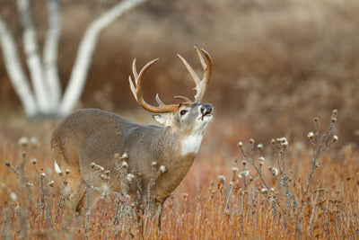 Feds depopulate Burnett County deer farm after CWD infection