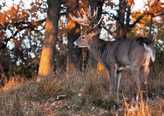 Biologists Remind Landowners and Hunters to Be Mindful of CWD Ahead of Deer Season