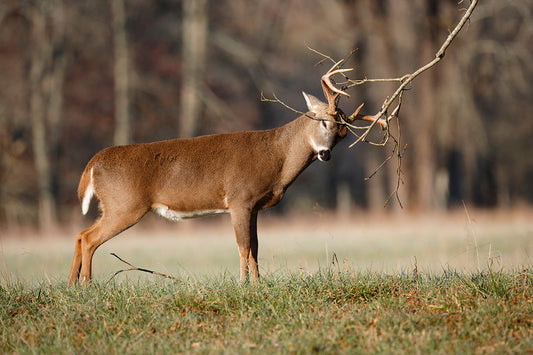 HUNTERS SHOULD BE AWARE OF ENHANCED CWD PROTECTIONS