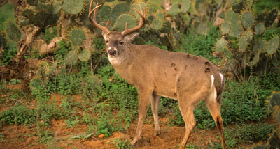 Texas Parks and Wildlife ask for public’s help to track deadly deer disease