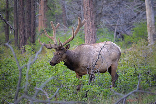 Heads Up Hunters: Colorado’s Mandatory Chronic Wasting Disease Testing Now Includes Elk